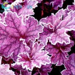 Rare Rainbow Coleus blumei Seed Japanese Flower