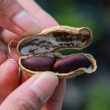 Black Peanut Seeds