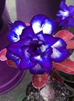 Blue Desert Rose Flower adenium obesum Seed (Color: 10)