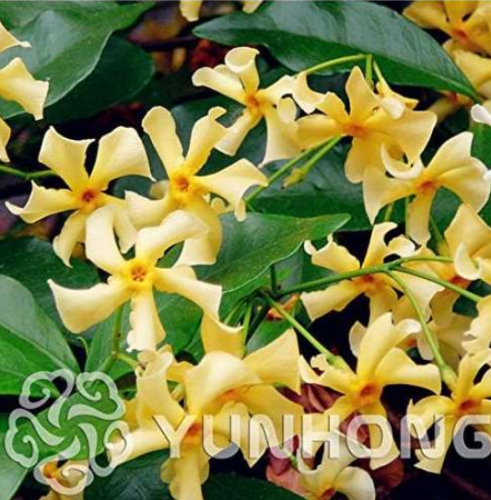 Duck Ground Trachelospermum Jasminoides Seed Rare Hawesiana