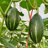 Jingyan Olive-shaped Pumpkin Seeds