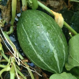 Jingyan Olive-shaped Pumpkin Seeds