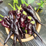 Zilongjiao No.1 Chili Seeds