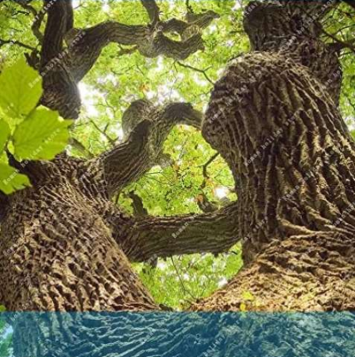 Oak Tree Seed Tree Quercus Alba Shade Acorn Plant for Home Garden