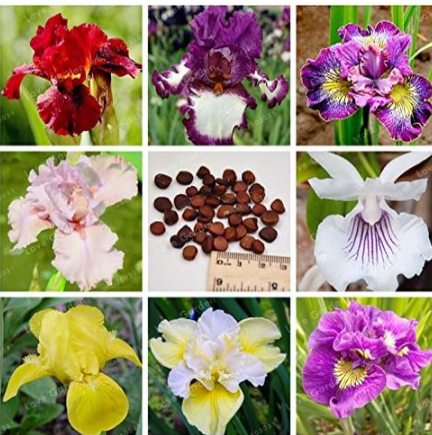 Rare Iris Seed  Iris Tectorum Perennial Flower (Color: Mix)