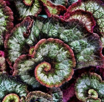 Beautiful Begonia Seeds for Garden Balcony Coleus - (Color: 12)