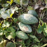 Jingyan Olive-shaped Pumpkin Seeds