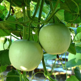 Apple-shaped Gourd Seeds