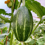 Jingyan Olive-shaped Pumpkin Seeds