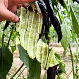 Zilongjiao No.1 Chili Seeds