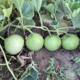 Apple-shaped Gourd Seeds