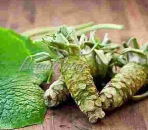 Wasabi Plants Japanese Horseradish Seed Vegetable for Home Garden