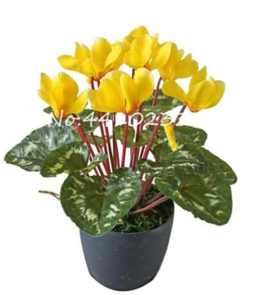 Cyclamen Seed Indoor Potted Flower (Color: n)