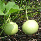 Apple-shaped Gourd Seeds
