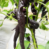 Zilongjiao No.1 Chili Seeds