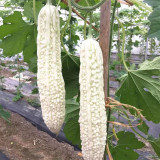 White Jade Bitter Gourd Seeds