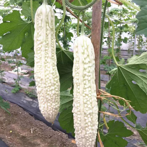 White Jade Bitter Gourd Seeds