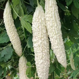 White Jade Bitter Gourd Seeds