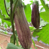 Yu Bamboo-Silk Eggplant No.881 Seeds