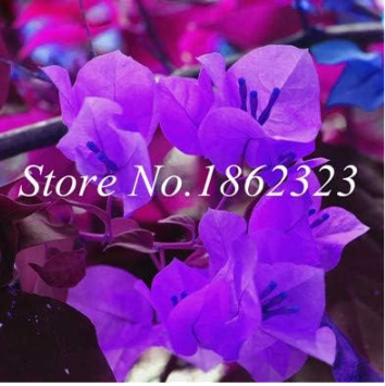 Mix Bougainvillea Seed for Home Garden Planting - (Color: 1)