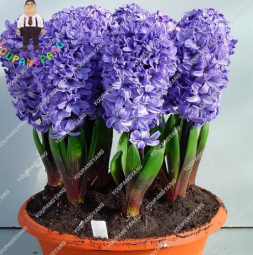 Blue Hyacinthus Orientalis Seed Jardin Hyacinth Potted Indoor Plants (Color: 7)