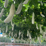White Jade Bitter Gourd Seeds