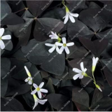 Oxalis Versicolor Flowers Seed for Garden Home Planting (Color: 16)