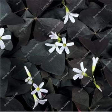 Oxalis Versicolor Flowers Seed for Garden Home Planting (Color: 16)