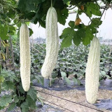 White Jade Bitter Gourd Seeds
