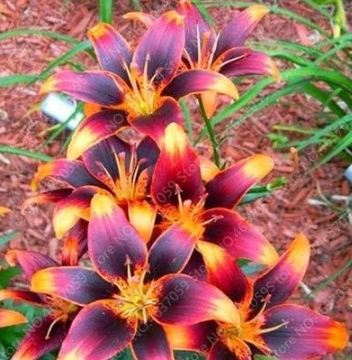Amaryllis Flower Potted Barbados Lily Seeds (Color: 9)