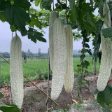 White Jade Bitter Gourd Seeds