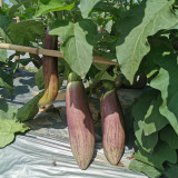 Yu Bamboo-Silk Eggplant No.881 Seeds