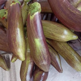 Yu Bamboo-Silk Eggplant No.881 Seeds