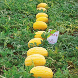 Golden No.3 Watermelon Seeds