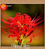 Lycoris Seed Potted Plant Lycoris Radiata Flower