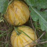 Golden No.3 Watermelon Seeds