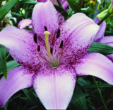 True Lily Bulbs Perfume Lily Seed Flower Bulbs (Color: 23)