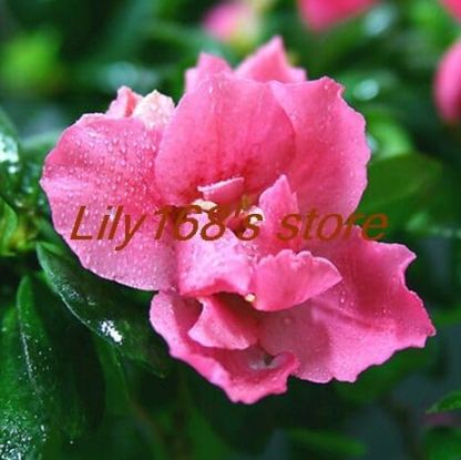 Gardenia Seed (Cape Jasmine) - Indoor Seed Family Garden Seed (Color: A13)
