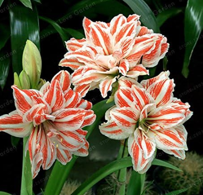 Amaryllis Bulbs True Hippeastrum Bulbs Flowers (Color: 18)