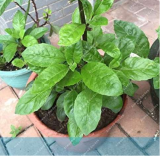 pachysandra The Budding Seed Flower Outdoor Plant for Home Garden