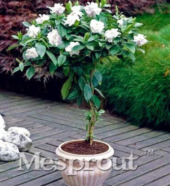 Gardenia Seed (Cape Jasmine Seed Home Garden Potted Seed Amazing Smell