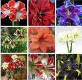 Amaryllis Flower Not Bulbs Seed Flower Hippeastrum for Home & Garden (Color: Mixed)