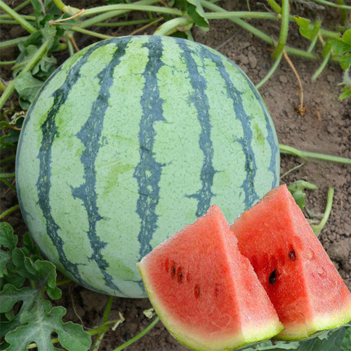 Qilin No.1 Watermelon Seeds, 8424 Watermelon, Juicy and Tender Flesh, Excellent Flavor Profile, High-quality Watermelon