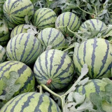 Rock Sugar Kirin No.2 Watermelon Seeds, Qilin No.2 Watermelon, Juicy Red Flesh, Thin-Skinned, High-Yield, Superior Flavor