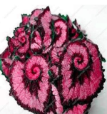 Coleus Potted Flower Seeds Decoration - (Color: 22)