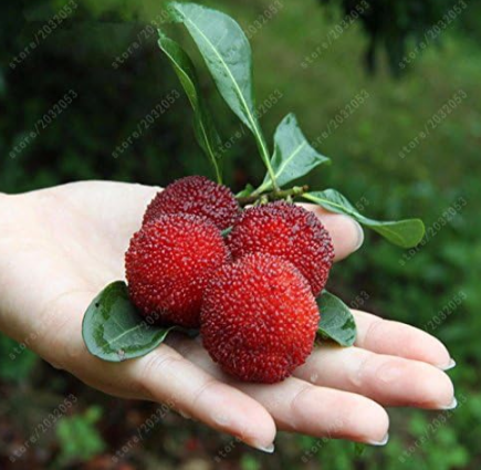 Red Bayberry Seed for Home & Garden