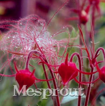 Prairie Smoke Seed Windowsill Garden Terrace Roof Fruit Seed (Color: 7)