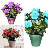 Bright Flower Japanese Azalea Seed Rhododendron Azalea (Color: Mix)