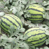 Rock Sugar Kirin No.2 Watermelon Seeds, Qilin No.2 Watermelon, Juicy Red Flesh, Thin-Skinned, High-Yield, Superior Flavor