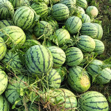 Rock Sugar Kirin No.2 Watermelon Seeds, Qilin No.2 Watermelon, Juicy Red Flesh, Thin-Skinned, High-Yield, Superior Flavor